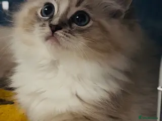 Ragdoll cats 9 weeks old full pedigree Tica Ragdoll girls 😻 - Advert 12