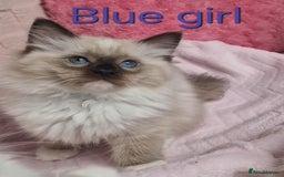 Ragdoll cats for sale: 4 Luxury European line Ragdolls kittens - Image 7