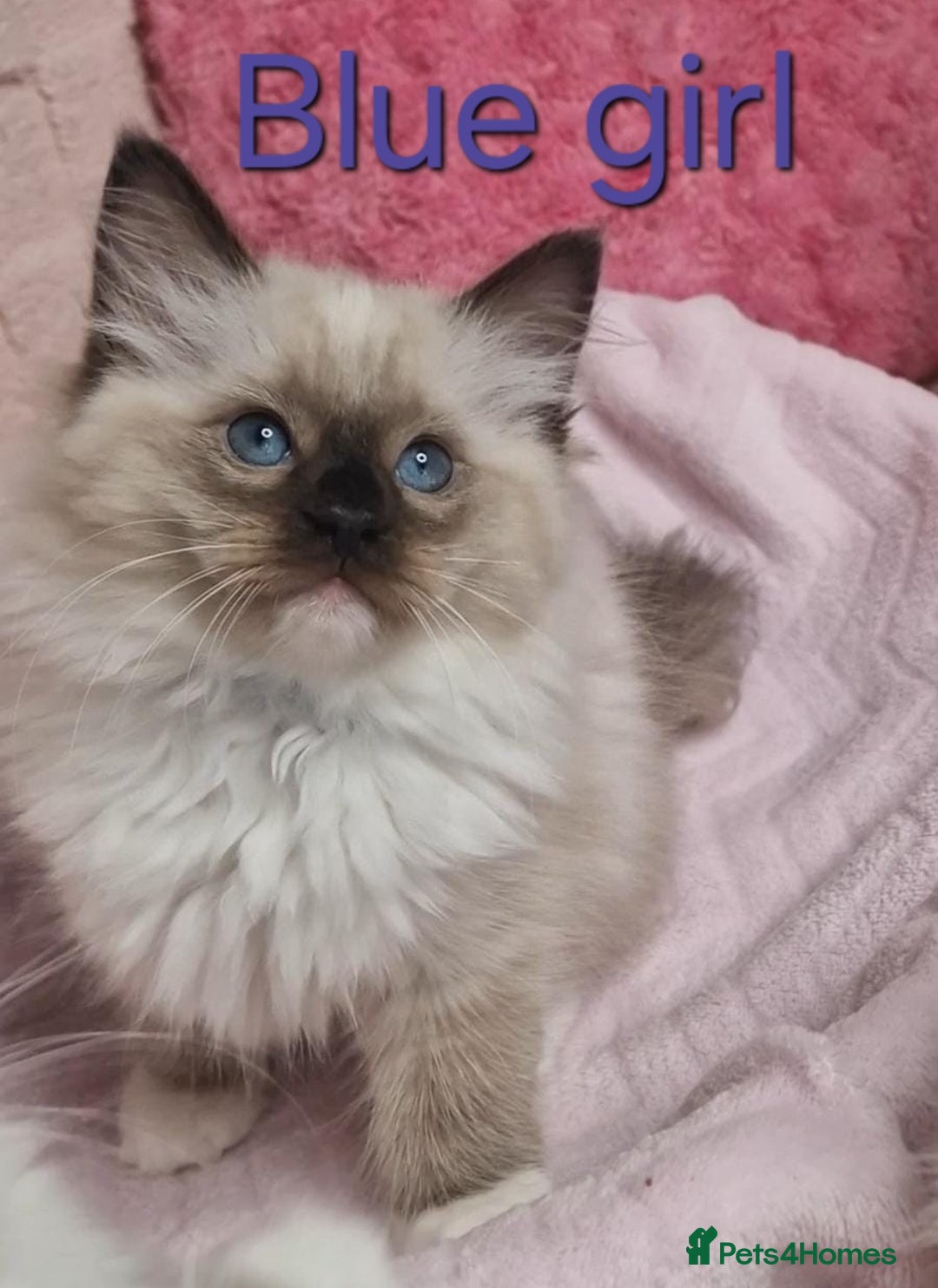 Ragdoll cats for sale: 4 Luxury European line Ragdolls kittens - Image 7