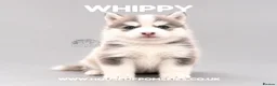 Pomsky dogs for sale: F4 Pomsky Puppies  - Advert 21