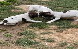 German Shorthaired Pointer dogs for sale: German shorthaired pointer - Image 8