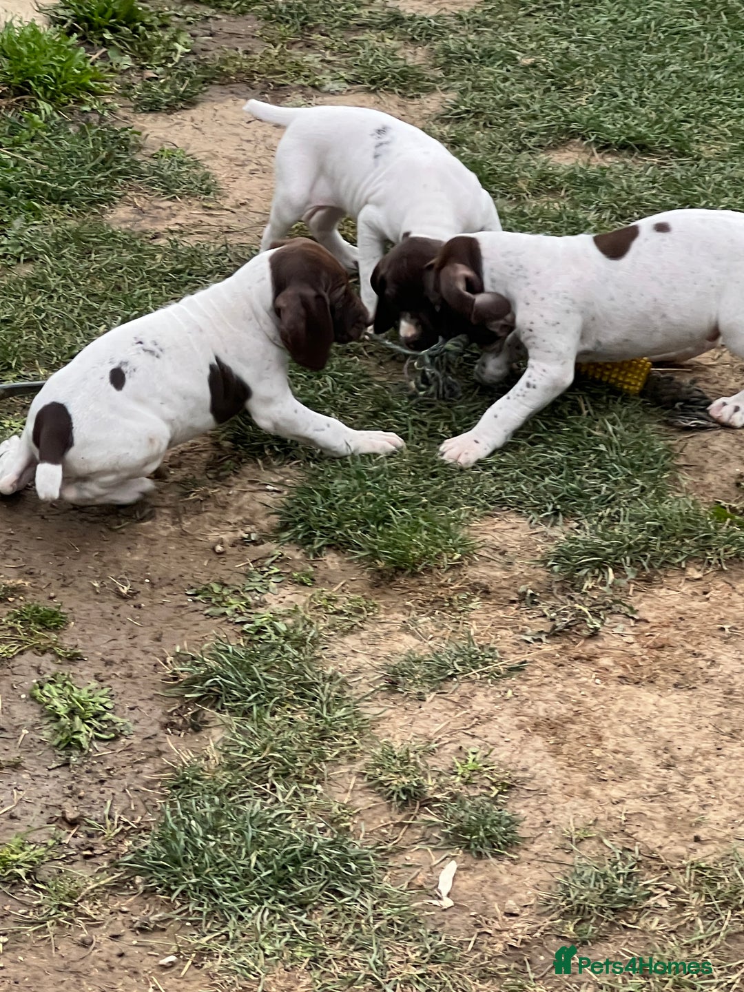 German Shorthaired Pointer dogs for sale: German shorthaired pointer - Image 8