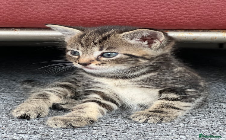 Mixed Breed cats - Advert 13