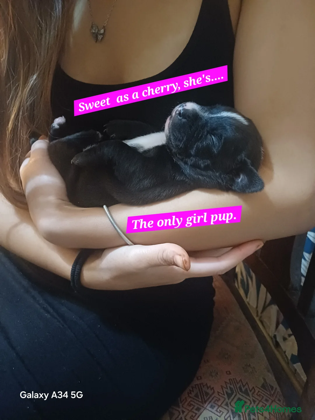 Mixed Breed dogs for sale: Staffordshire Bull Terrier, quarter Jack Russell. - Advert 2