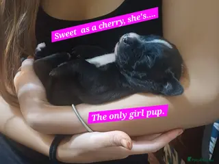 Mixed Breed dogs Staffordshire Bull Terrier, quarter Jack Russell. - Advert 1