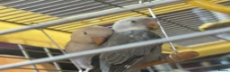 Lovebirds birds for sale: Bonded Peach‑faced Lovebirds – Rare Lilac & Grey - Advert 1