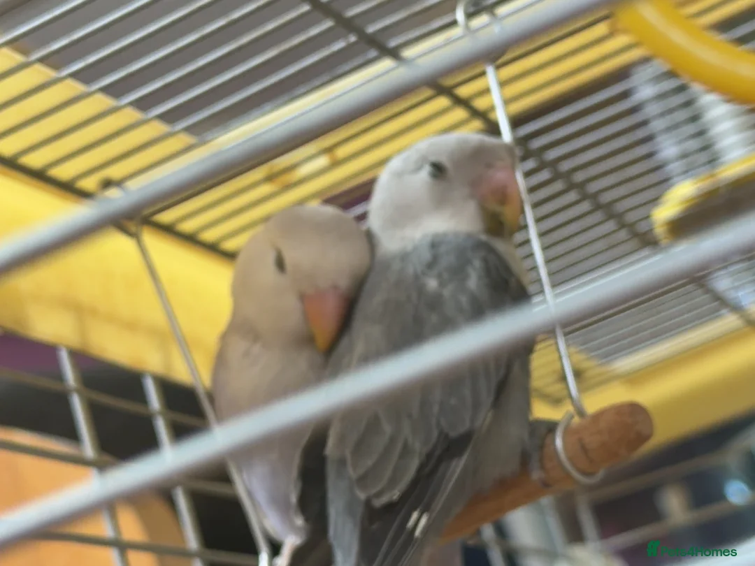 Lovebirds birds for sale: Bonded Peach‑faced Lovebirds – Rare Lilac & Grey - Advert 1