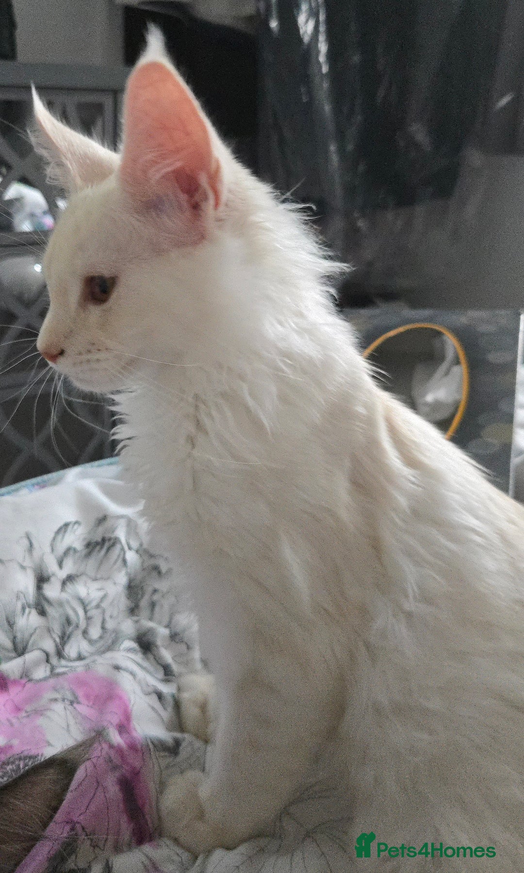 Maine Coon cats for sale: MAINE COON TICA REGISTERED KITTENS READY NOW  - Image 4
