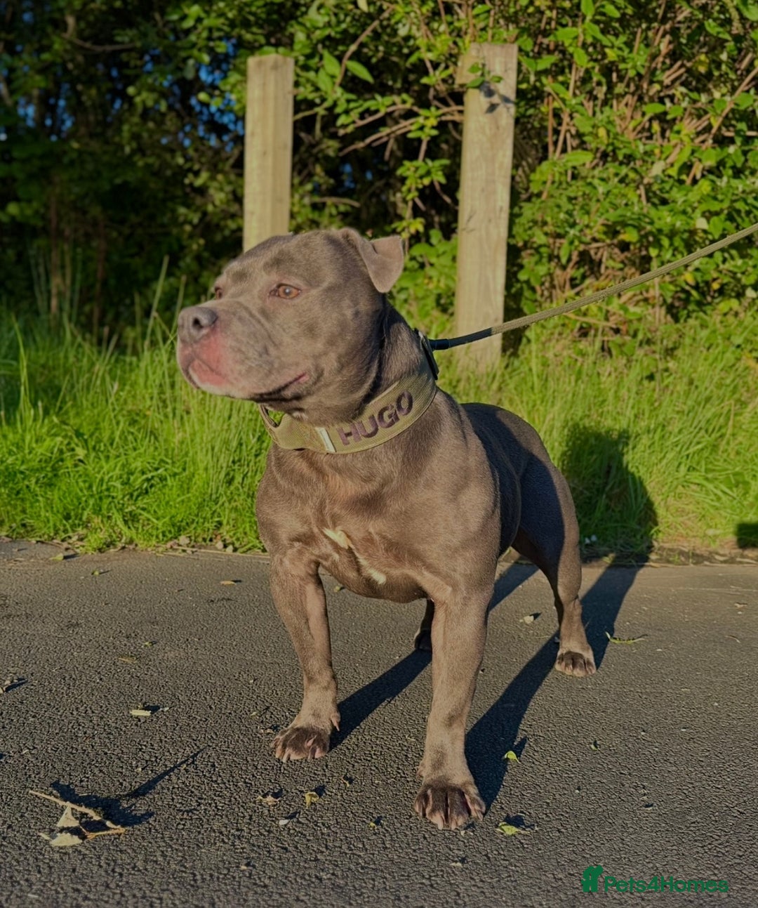 Staffordshire Bull Terrier dogs for sale: Blue Staffordshire Bull Terrier Champion Pup - Advert 20