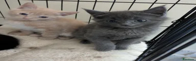 Maine Coon Kitten 2