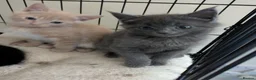 Maine Coon cats for sale: Maine coon kittens ready for new homes  in Carlisle - Advert 20