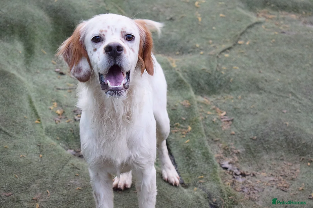 English Setter dogs for adoption: Torre - Advert 3
