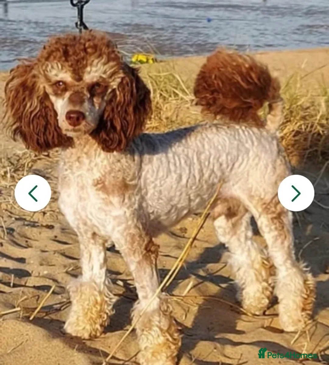 Cockapoo dogs for sale: F1 Cockapoo Puppies  in Seaham - Advert 9