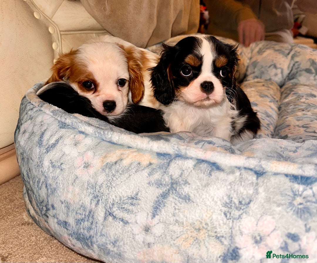 Cavalier King Charles Spaniel dogs for sale: Cavalier King Charles puppy’s  - Advert 21