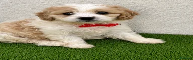 Cavapoo Puppy 2 red bow