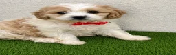 Cavapoo dogs for sale: Ready now Ruby Cavapoo pups 1 boy 4 girls  - Advert 21