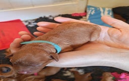 Cavapoo dogs for sale: F1 Cavapoos - HT Parents - Sep Collect - Image 11