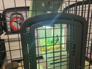 Hermann Tortoise reptiles Herman tortoise - Advert 1