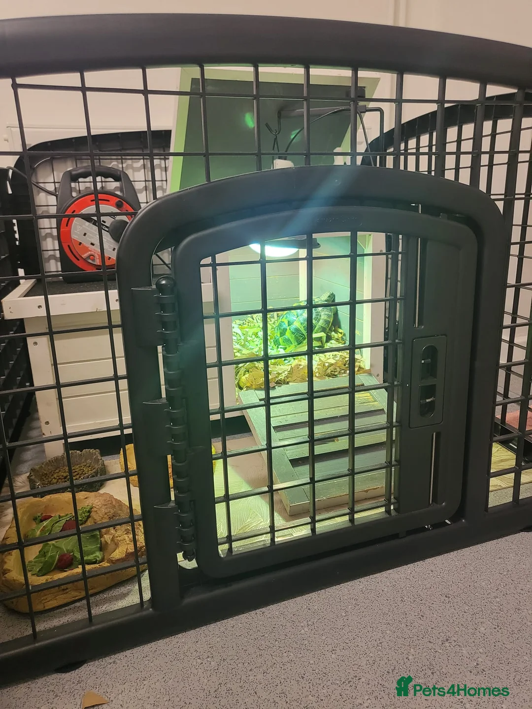 Hermann Tortoise reptiles for sale: Herman tortoise  - Advert 1