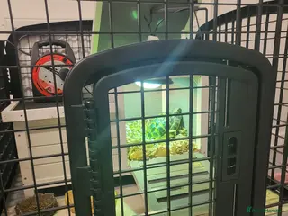 Hermann Tortoise reptiles Herman tortoise - Advert 5