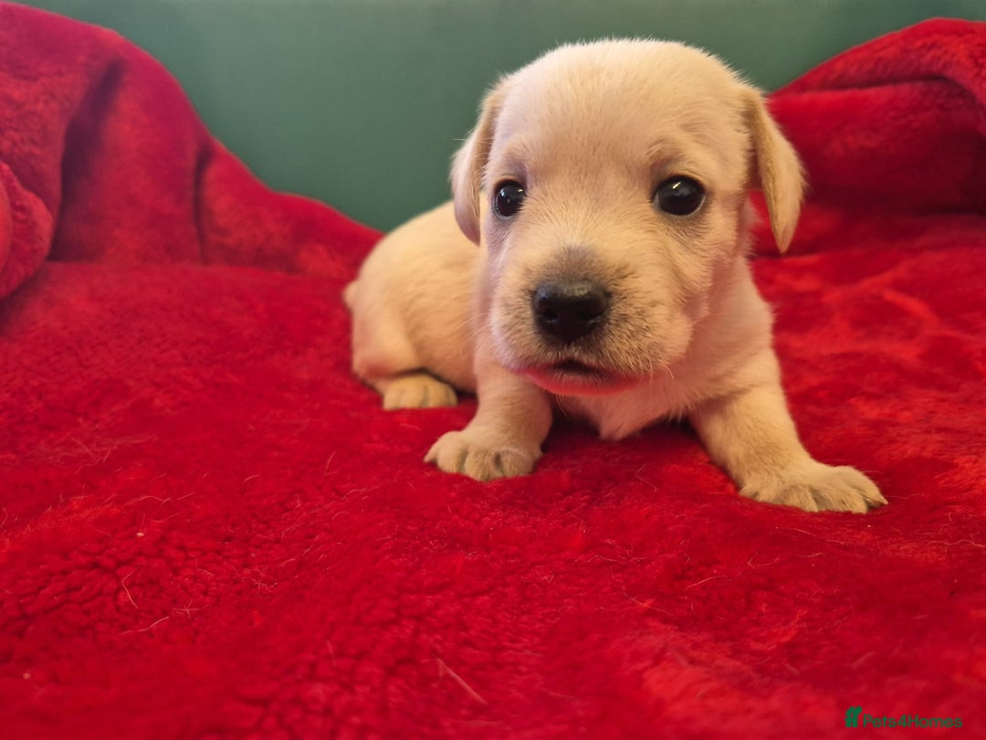 West Highland Terrier dogs for sale: WEST HIGHLAND DAXIE'S - Image 7