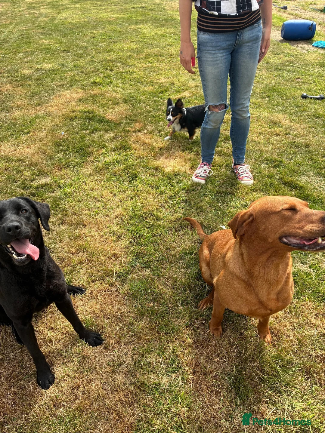 Labrador Retriever dogs for sale: Trainer raised Labrador Puppies  in Mexborough - Advert 2