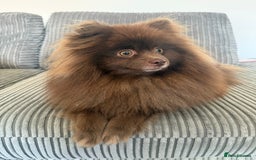Pomeranian dogs for sale: 2x 1 year old Pomeranian boys.  - Image 2