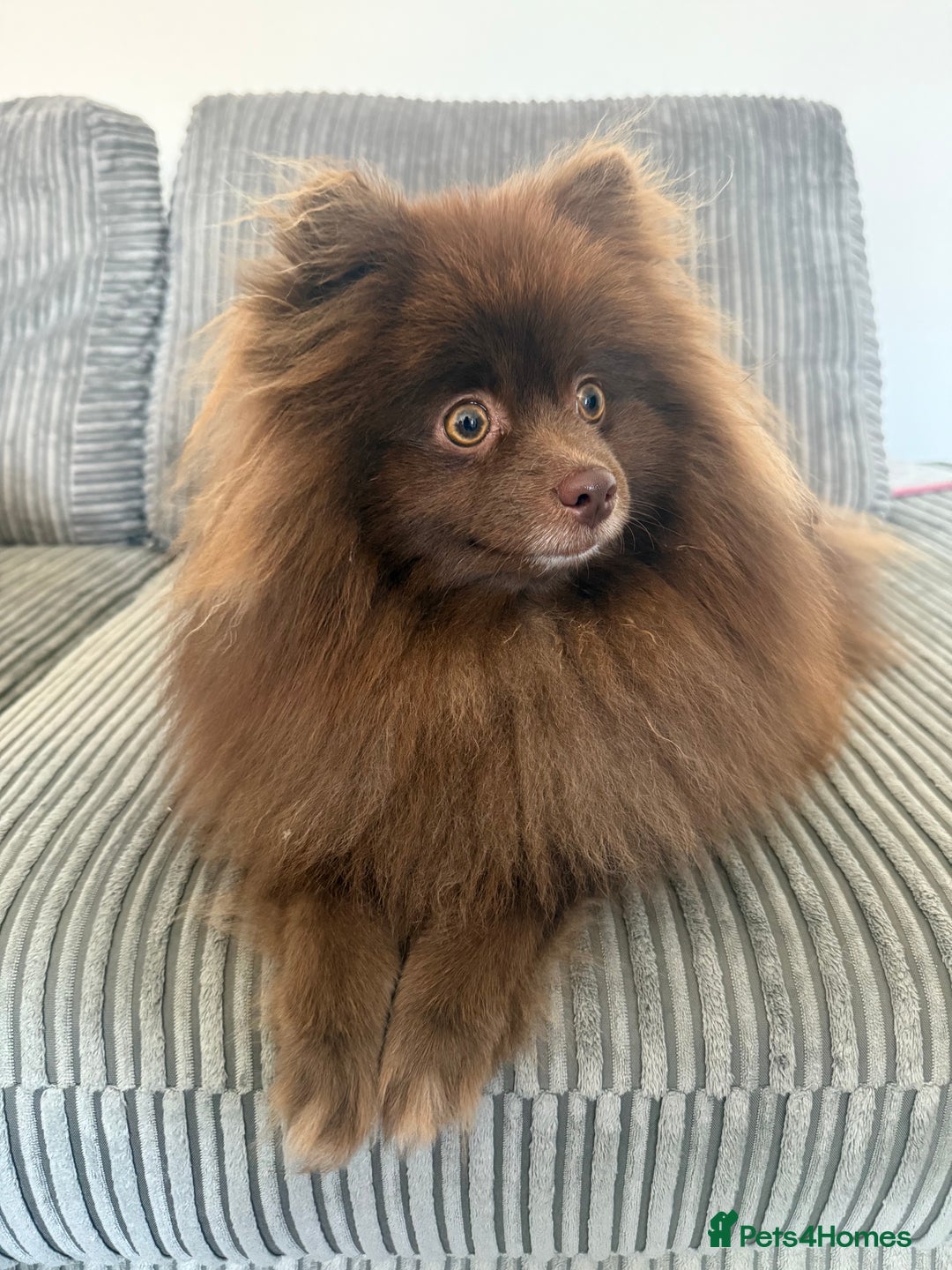 Pomeranian dogs for sale: 2x 1 year old Pomeranian boys.  - Image 2