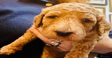 Mixed Breed dogs - Advert 7