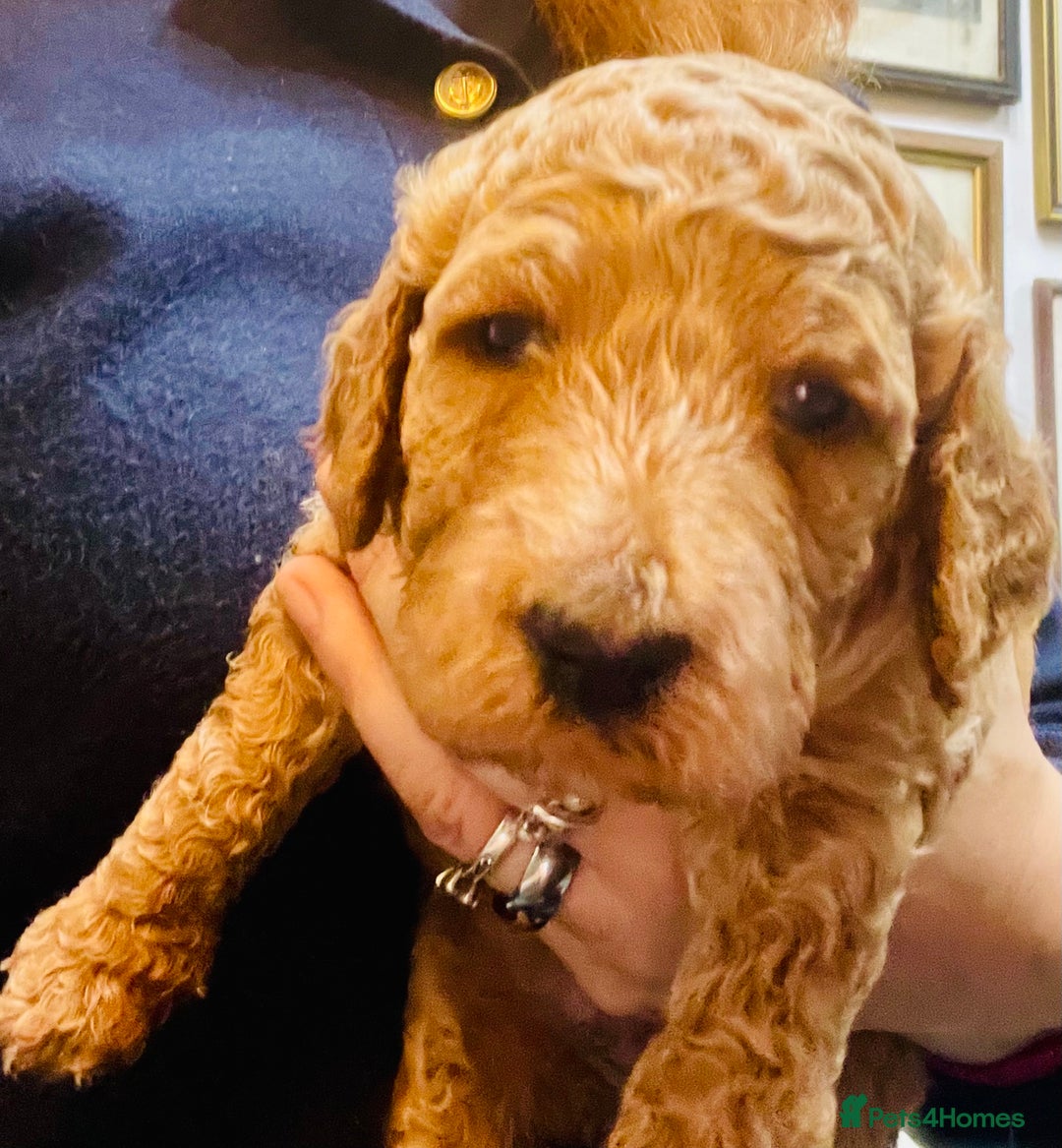 Mixed Breed dogs for sale: Irish doodle x Poodle Pointer puppies. Stunning!!! - Image 2