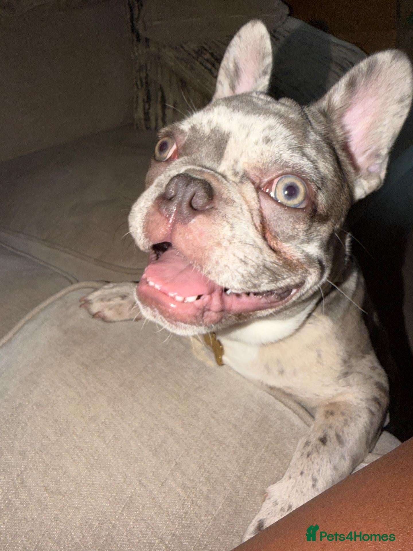 French Bulldog dogs Lilac Merle Frenchie Boy – 8 Months – Kid Friendly - Advert 3