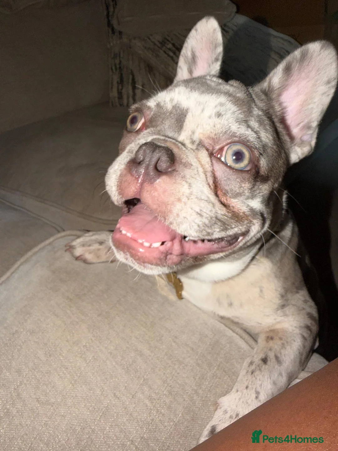 French Bulldog dogs for sale: Lilac Merle Frenchie Boy – 8 Months – Kid Friendly in Telford - Advert 1