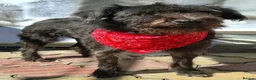 Mixed Breed dogs for adoption: Forever home needed for dear Tim - Advert 4