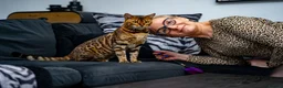 Bengal cats for sale: Stunning Bengal - Sophie. Forever family only. - Advert 27