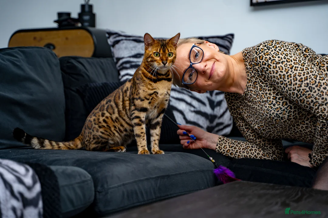 Bengal cats for sale: Stunning Bengal - Sophie. Forever family only. - Advert 27