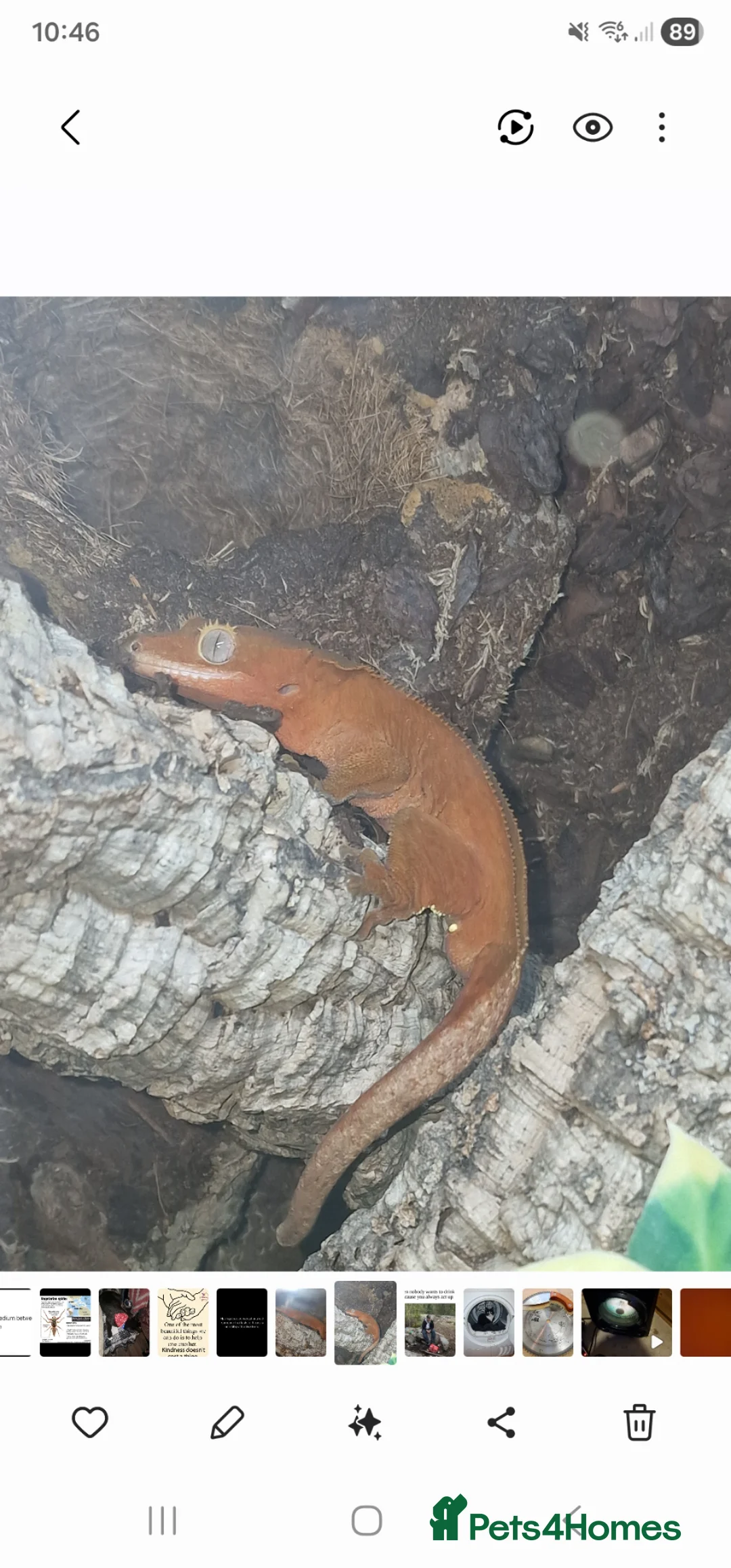 Gecko reptiles for sale: Red morphed crested gecko and full set up  in Winchester - Advert 1