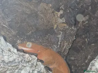 Gecko reptiles Red morphed crested gecko and full set up - Advert 1