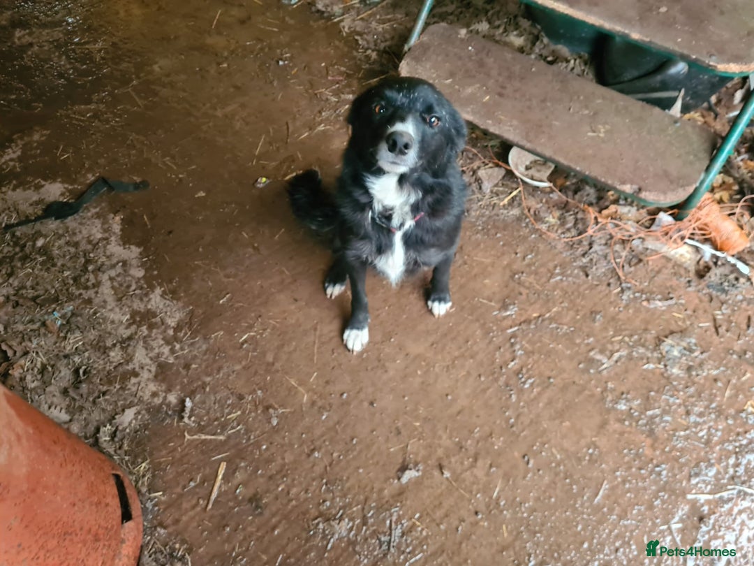 Mixed Breed dogs for sale: Beautiful litter of collie pups - Advert 4