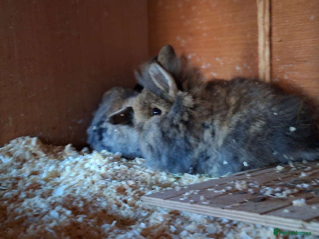 Mixed Breed rabbits for sale: Baby rabbits  - Advert 5