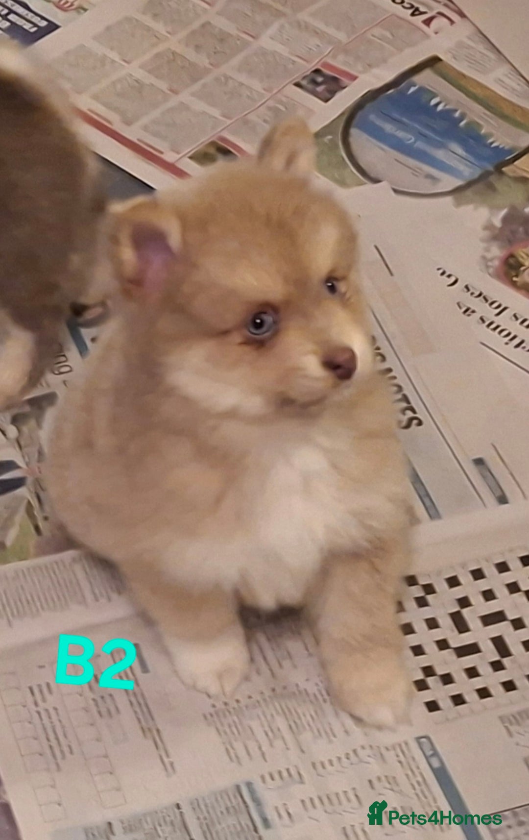 Pomsky dogs for sale: Blue Eyed F4 Toy Pomskies - Advert 33