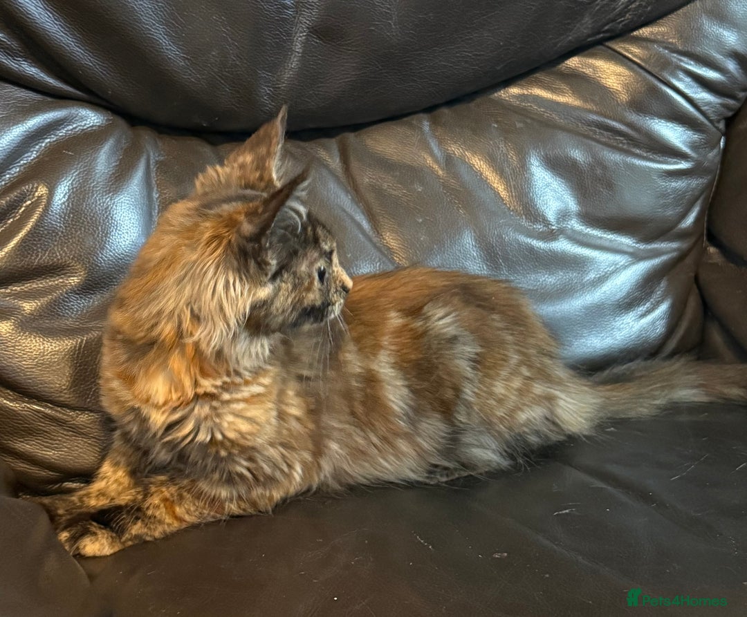 Maine Coon cats for sale: Mainecoon cross kittens  in Romford - Image 16