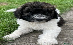 Saint Bernard dogs for sale: St Berdoodle (Saint Bernard standard Poodle) - Image 38