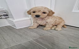 Cockapoo dogs for sale: Beautiful Cockapoo puppies for sale  - Image 7