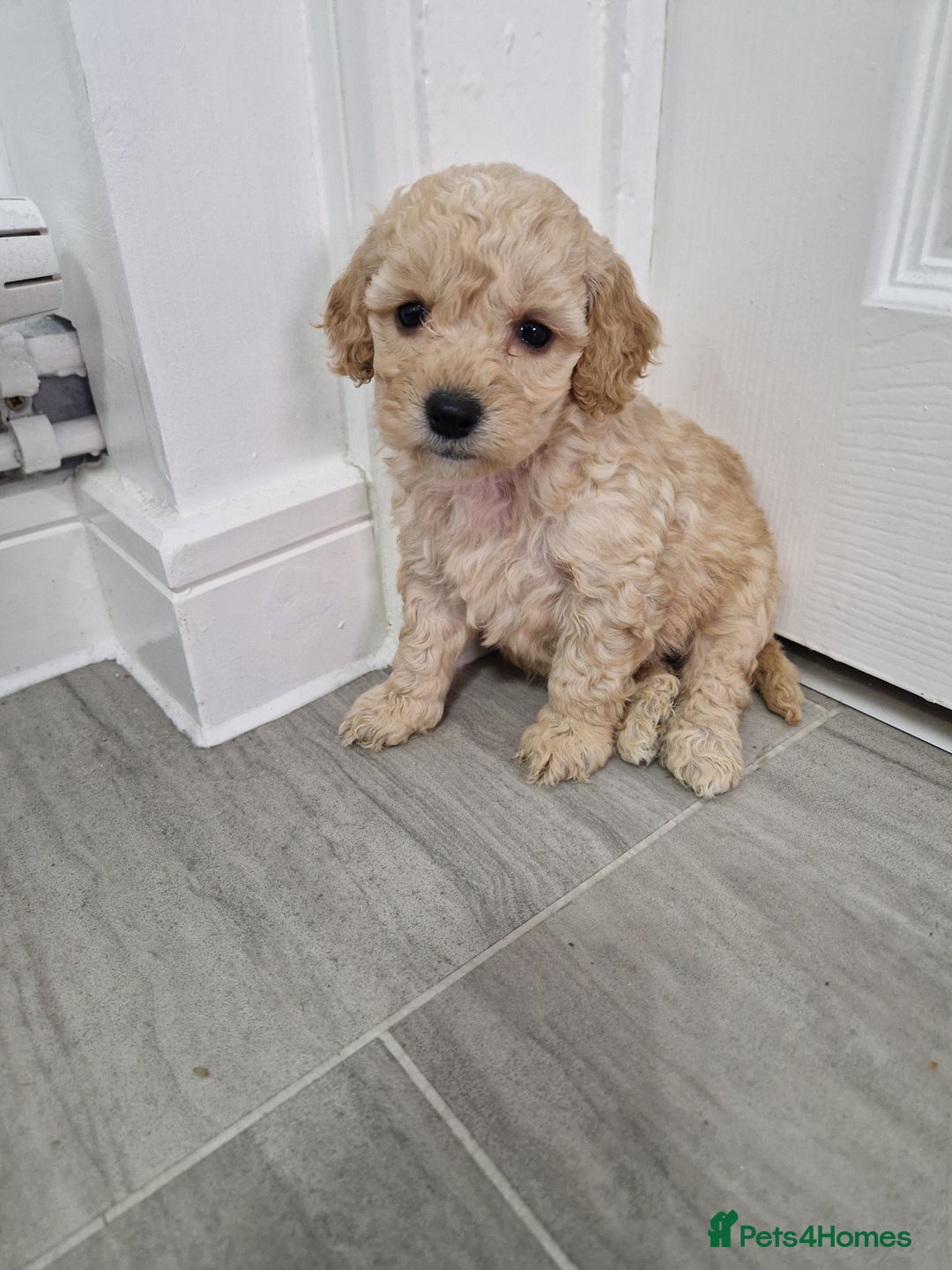 Cockapoo dogs for sale: Beautiful Cockapoo puppies for sale  - Image 7