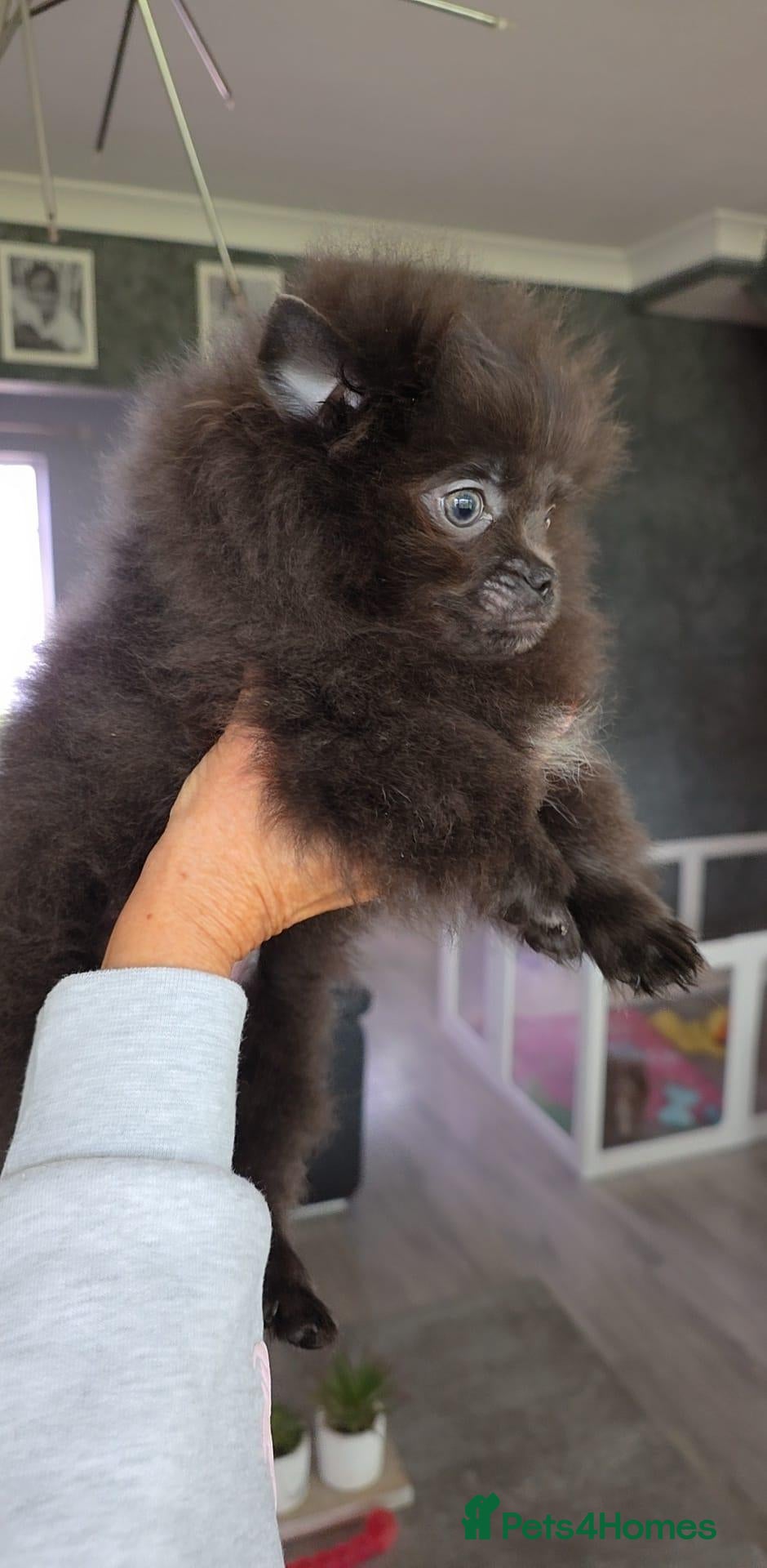Pomeranian dogs for sale: 🐶READY TODAY🐶1 Tiny baby boy left  🐶  - Advert 1