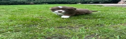 Border Collie dogs for sale: Our Bred Border Collie Puppies For Sale - Advert 22