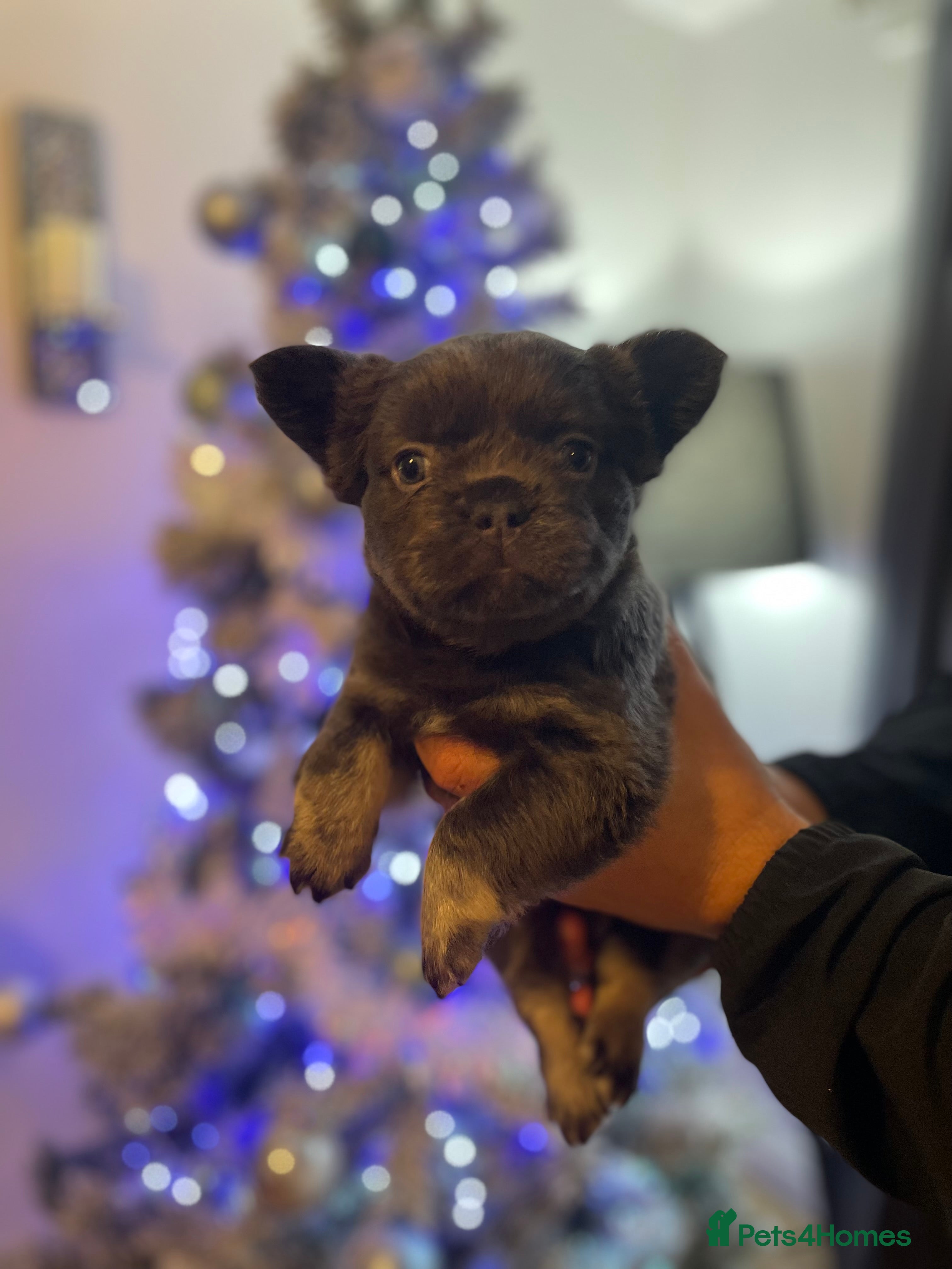 French Bulldog dogs Merle visual fluffy micro & blue teddy bear  - Advert 6