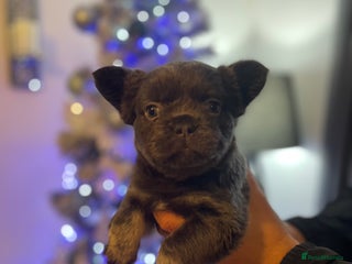 French Bulldog dogs Merle visual fluffy micro & blue teddy bear - Advert 3