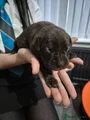 Cane Corso Puppy 10