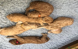 Miniature Poodle dogs for stud: Proven extensively health tested KC RED poodle in Swansea - Image 17